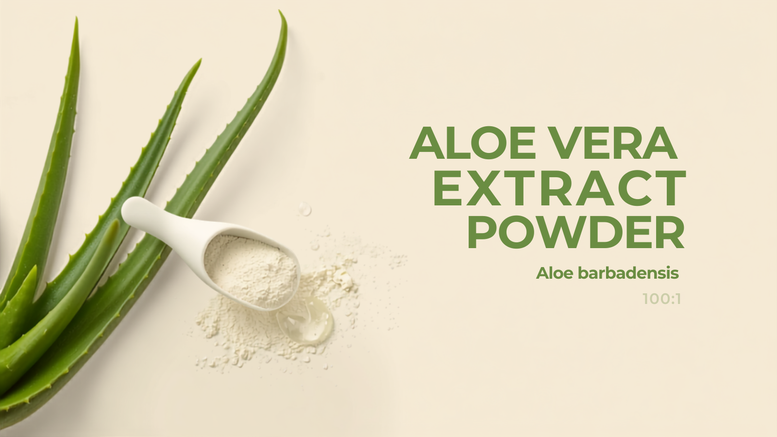 Aloe Vera Extract Powder (Aloe barbadensis) bulk ingredient — aloe leaves and white extract powder