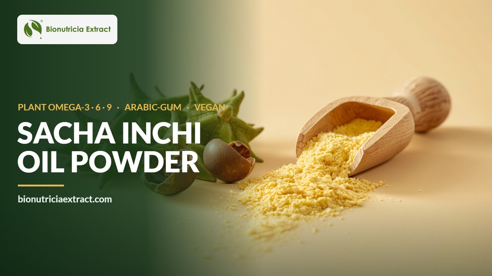 Sacha inchi (Plukenetia volubilis) seed pods and light-yellow oil powder in a wooden scoop