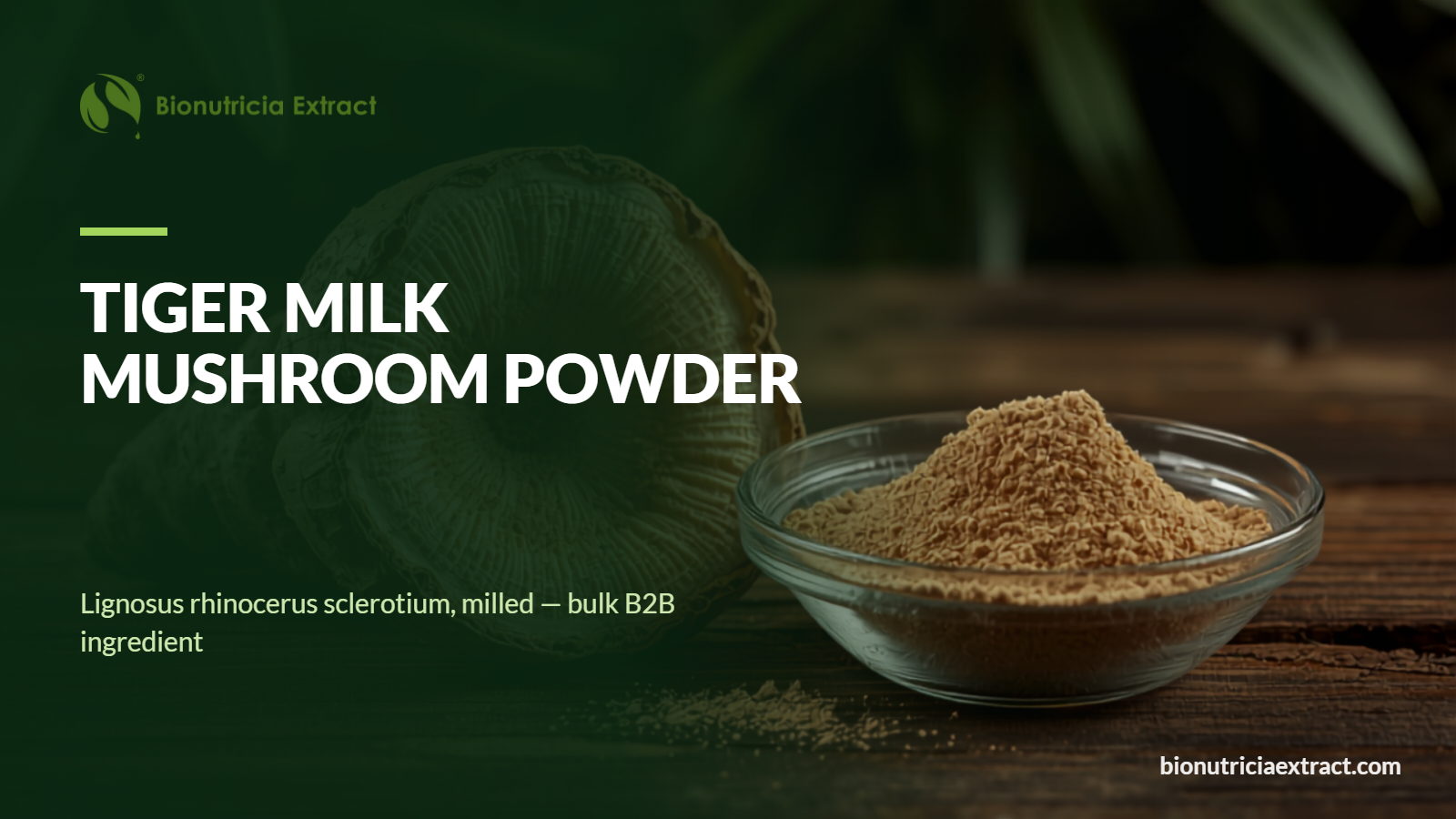 Tiger milk mushroom powder Lignosus rhinocerus bulk ingredient
