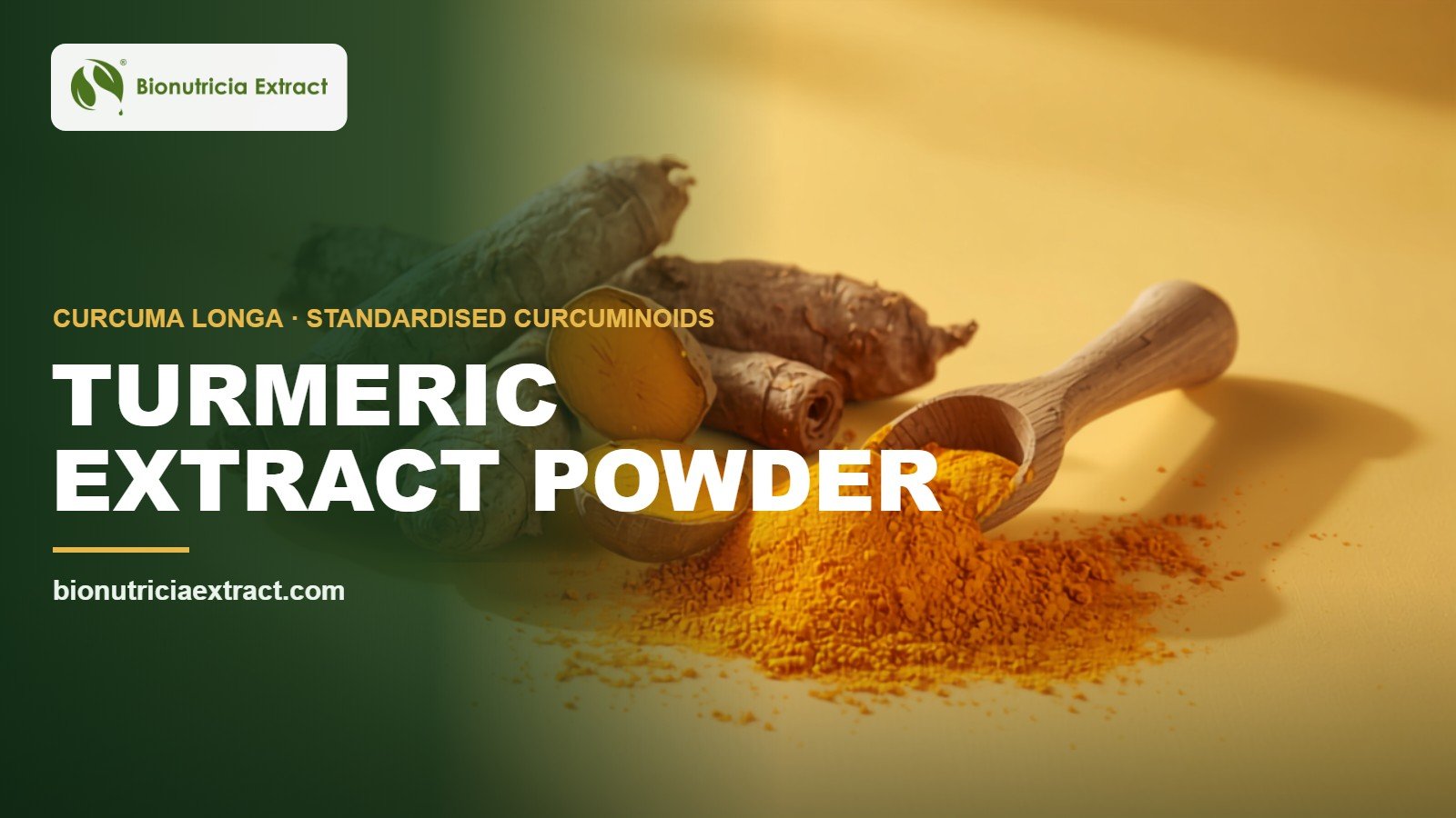 Turmeric (Curcuma longa) rhizomes and golden powder in a wooden scoop