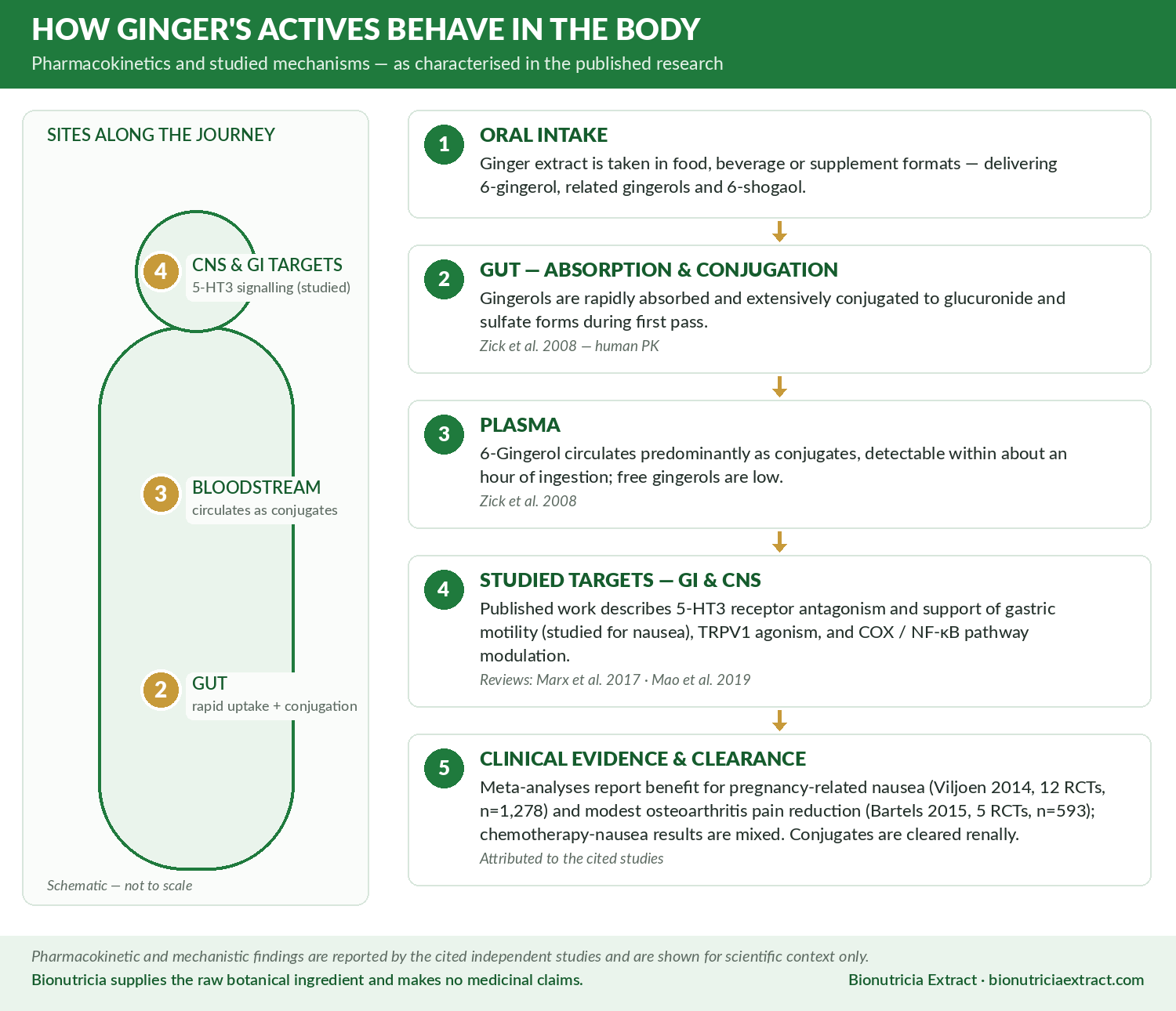 Body pharmacology diagram of ginger actives: gut absorption and conjugation of gingerols, plasma conjugates, studied GI and CNS targets, clinical evidence, with study citations