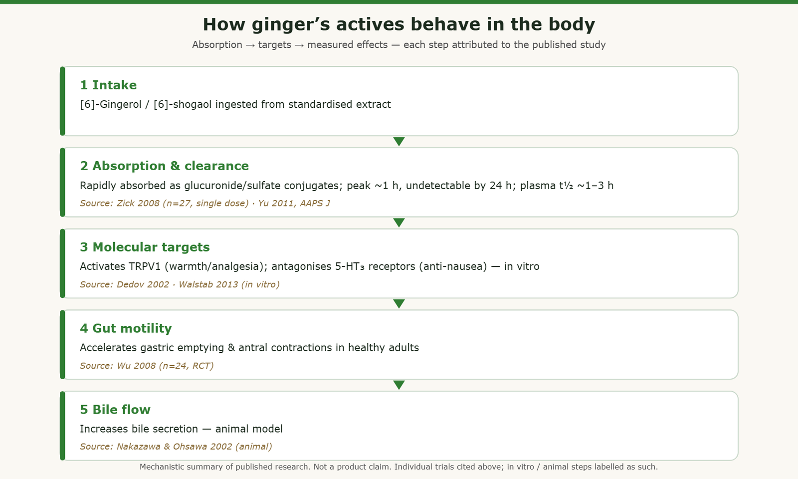 How ginger phenolics behave in the body per published studies: absorption and clearance, molecular targets (TRPV1, 5-HT3), gastric emptying and bile flow