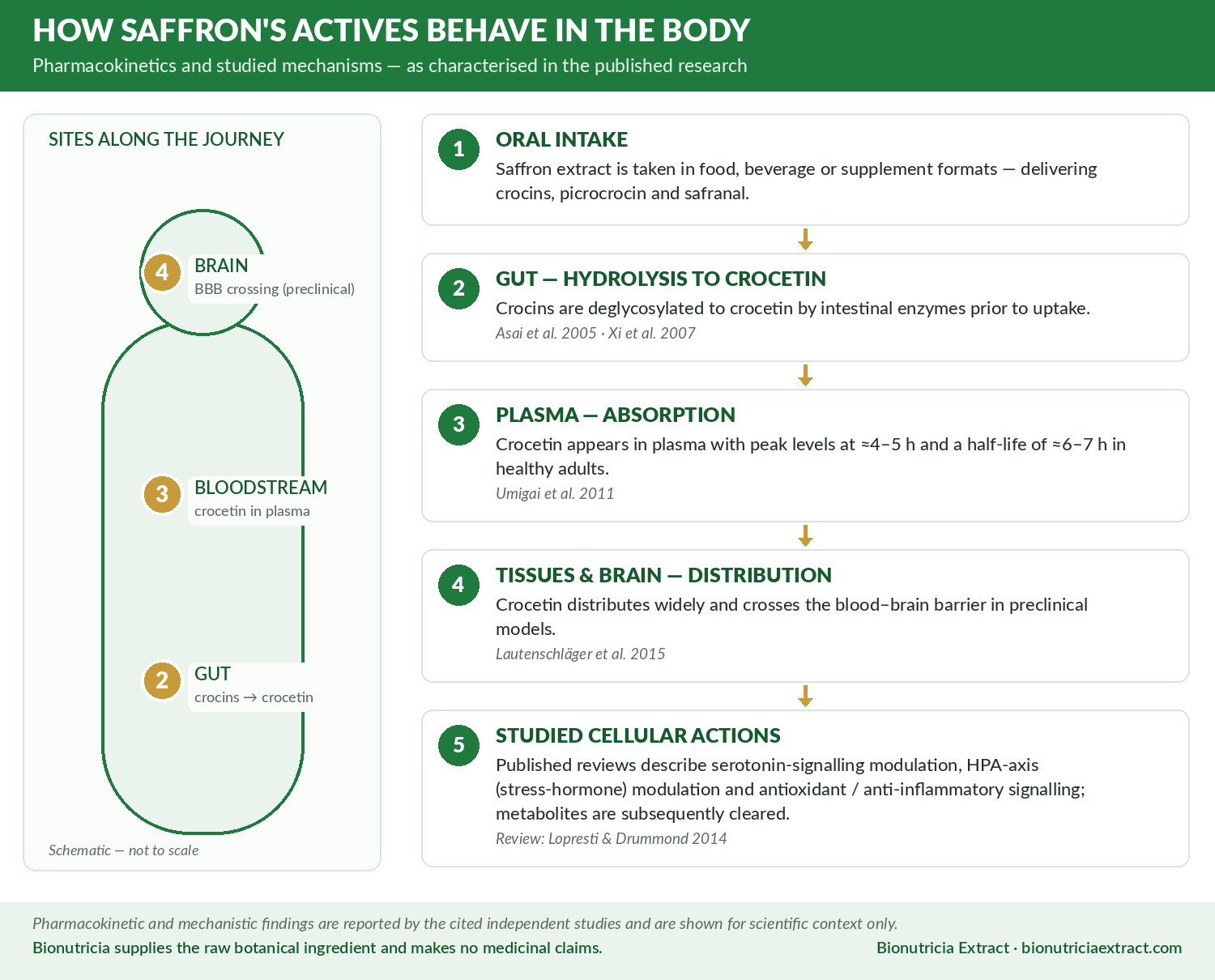 Body pharmacology diagram of saffron actives: gut hydrolysis of crocins to crocetin, plasma absorption, distribution including blood-brain barrier, and studied cellular actions, with study citations