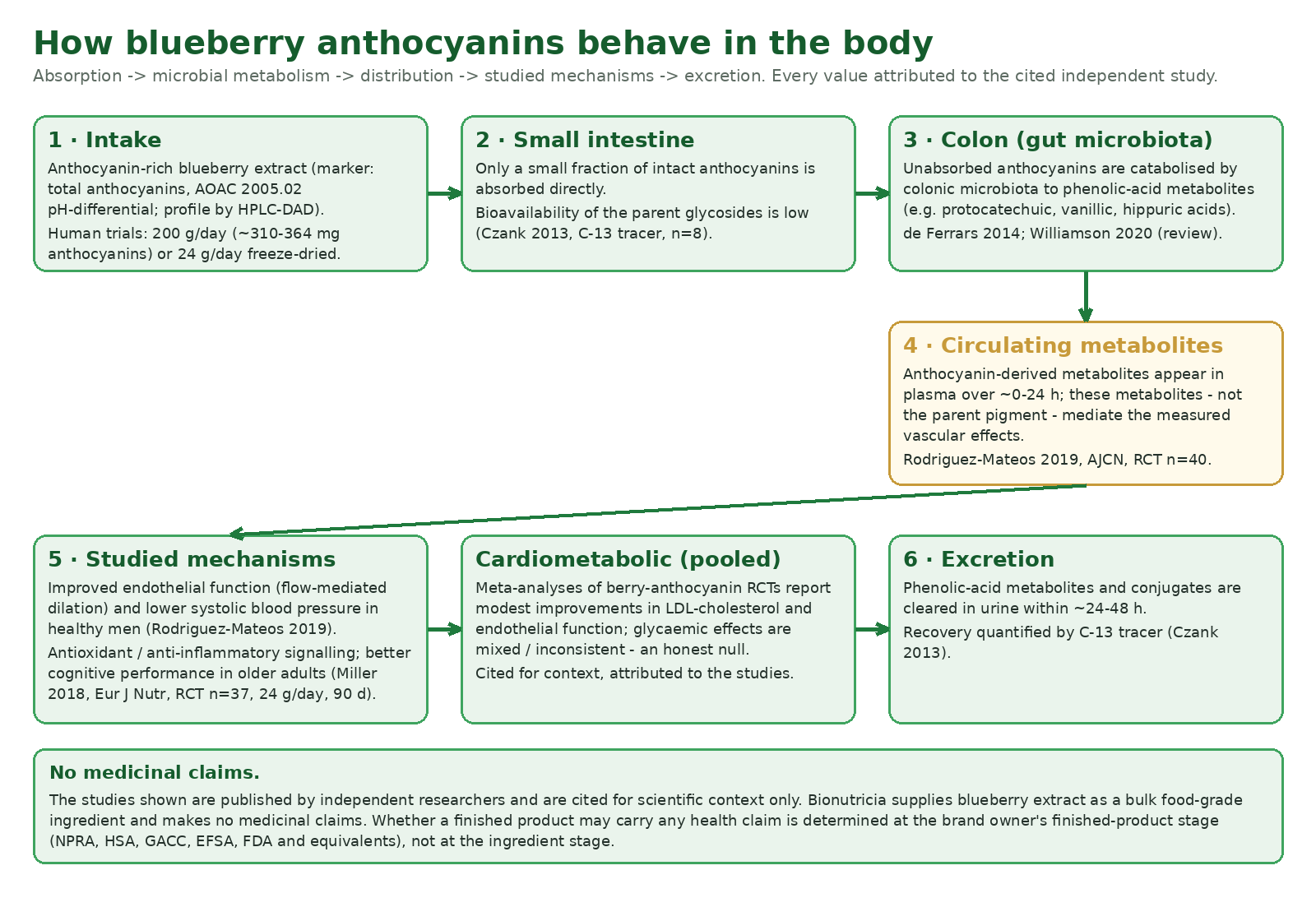 Body pharmacology diagram of blueberry anthocyanins: limited direct absorption, colonic microbial conversion to phenolic-acid metabolites, plasma appearance, studied mechanisms and excretion, with study citations