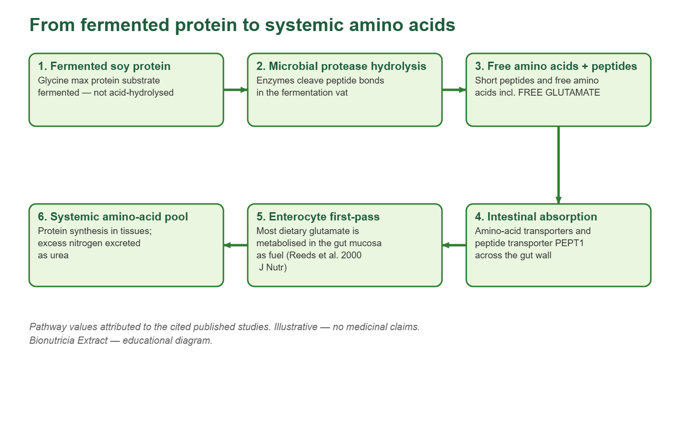 Pharmacology pathway diagram: fermented protein hydrolysis to free amino acids, intestinal absorption, enterocyte first-pass glutamate metabolism, systemic amino acid pool