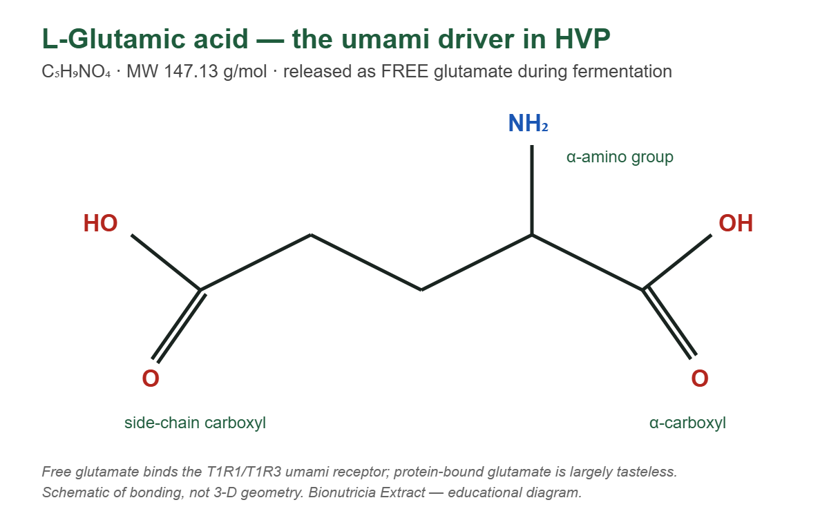 Molecular structure of L-glutamic acid (C5H9NO4), the umami-driving amino acid in hydrolyzed vegetable protein
