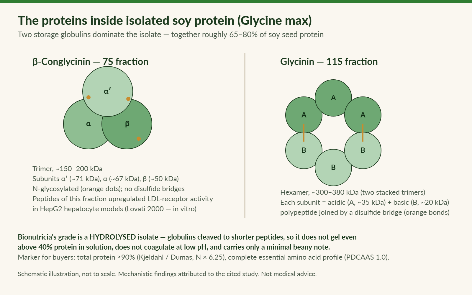 Schematic of the soy storage proteins beta-conglycinin (7S trimer) and glycinin (11S hexamer) that dominate isolated soy protein