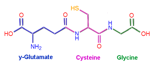 Chemical structure of L-glutathione, the tripeptide of glutamic acid, cysteine and glycine