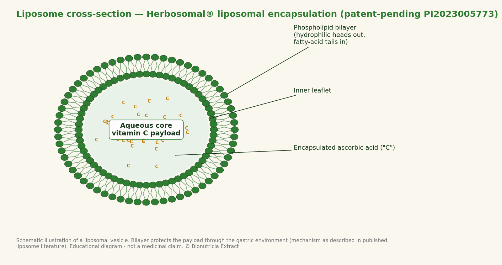 Liposome cross-section — phospholipid bilayer protecting the vitamin C payload (Herbosomal® encapsulation, patent-pending PI2023005773)