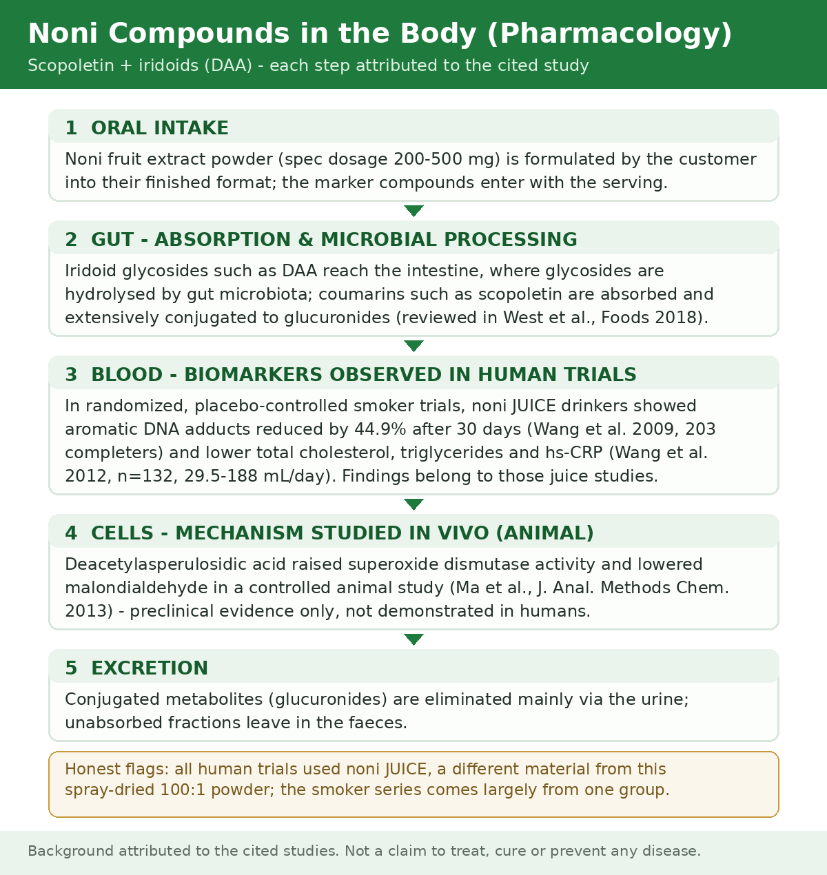Body pharmacology diagram of noni compounds: oral intake, gut absorption and microbial processing, biomarkers observed in human juice trials, cellular mechanism in animal studies, excretion