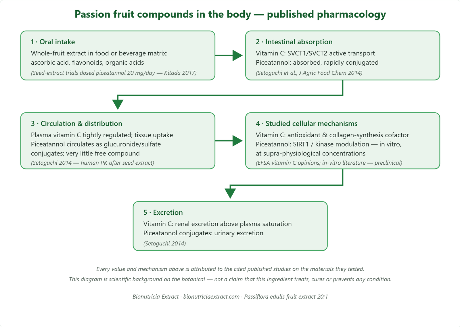 Body pharmacology diagram of passion fruit compounds: oral intake, intestinal absorption (vitamin C via SVCT transporters; piceatannol conjugation), circulation and distribution, studied cellular mechanisms, and excretion — all attributed to the cited published studies