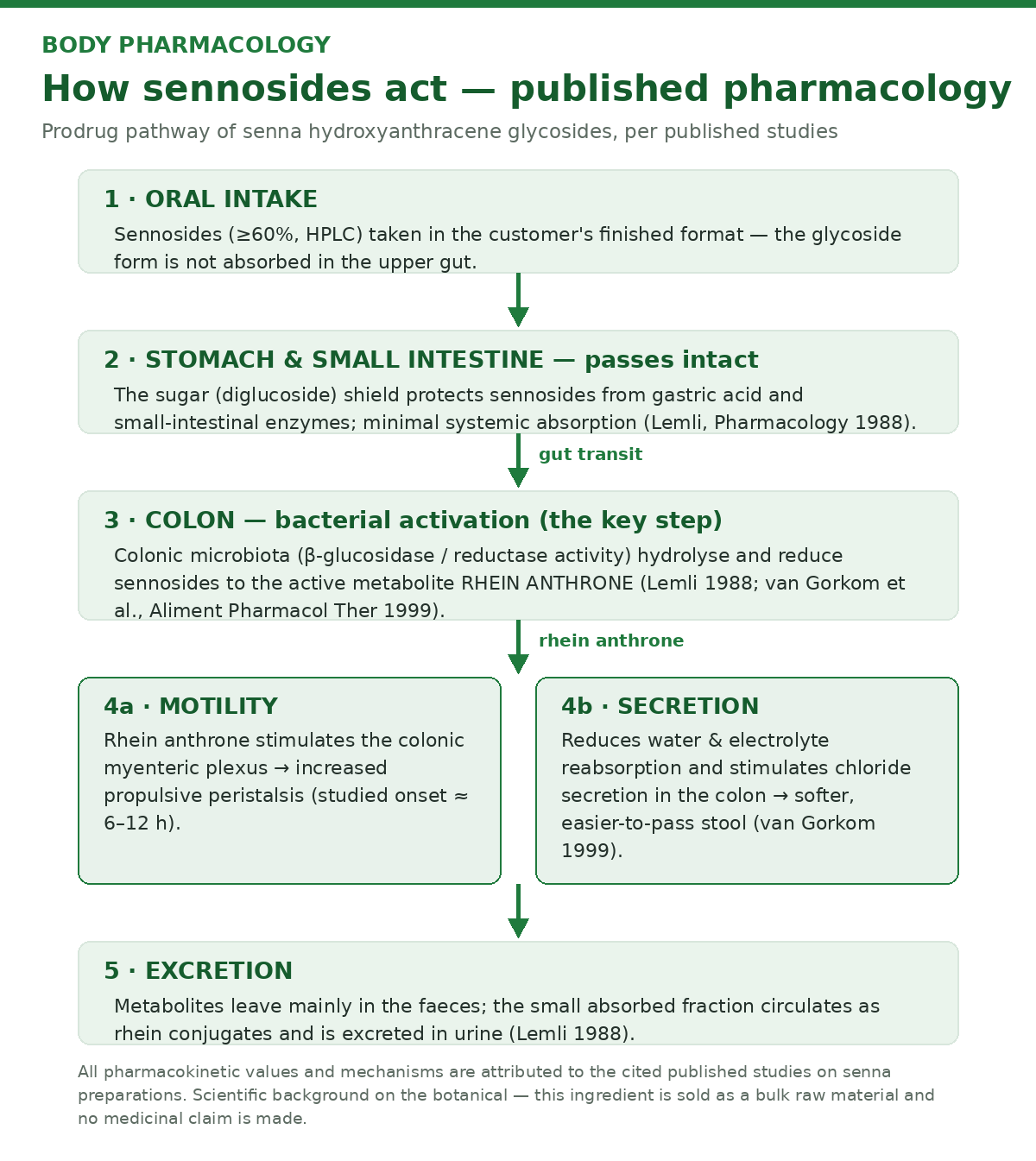 Body pharmacology diagram of senna sennosides: oral intake, intact transit to the colon, bacterial conversion to rhein anthrone, motility and secretion effects, excretion