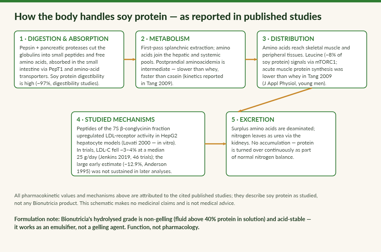 Flow diagram of how the body handles soy protein: digestion and absorption, metabolism, distribution, studied cellular mechanisms and excretion, with each value attributed to published studies