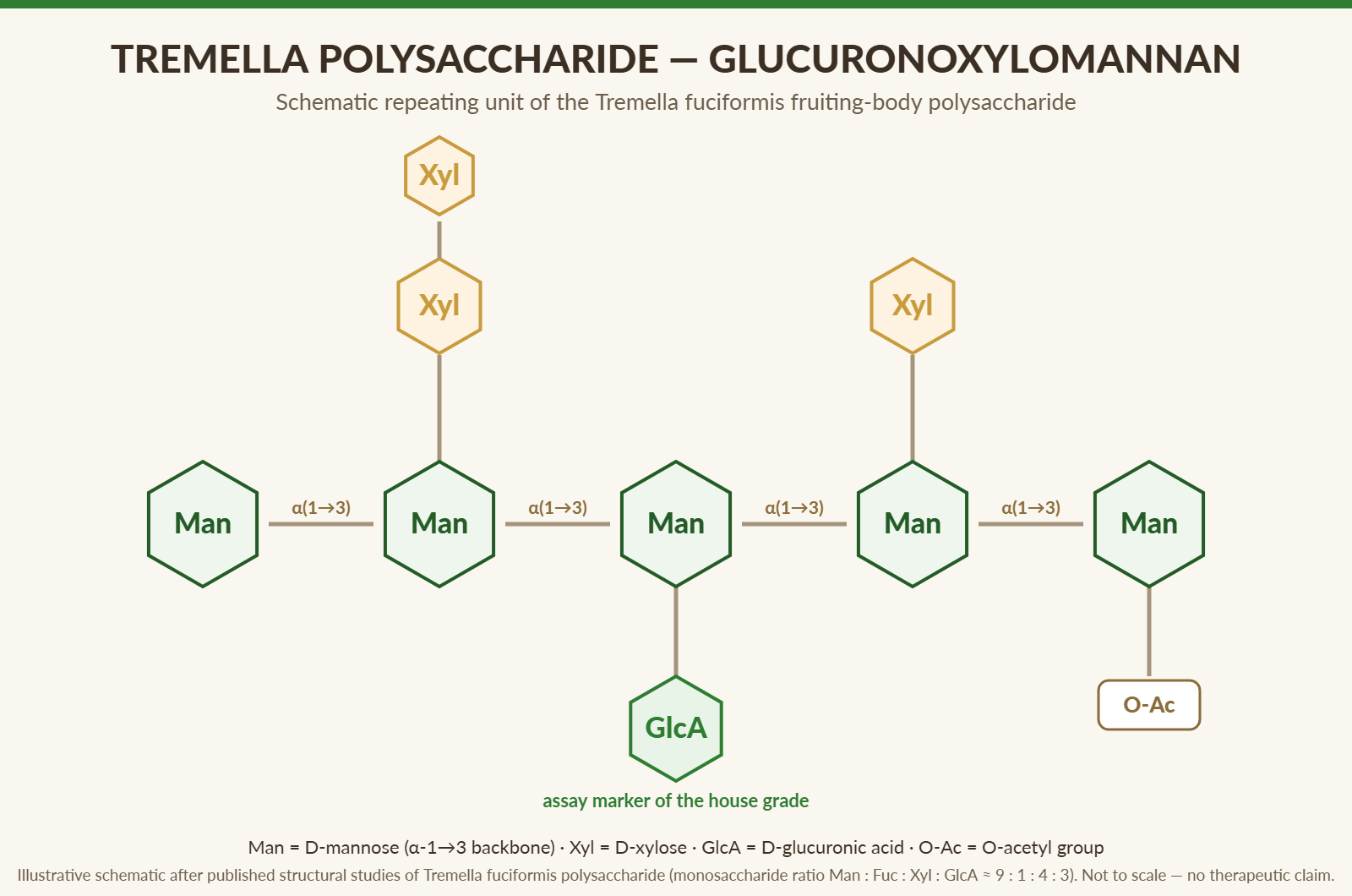 Schematic repeating unit of tremella glucuronoxylomannan: alpha 1-3 mannose backbone with xylose, glucuronic acid and O-acetyl side groups