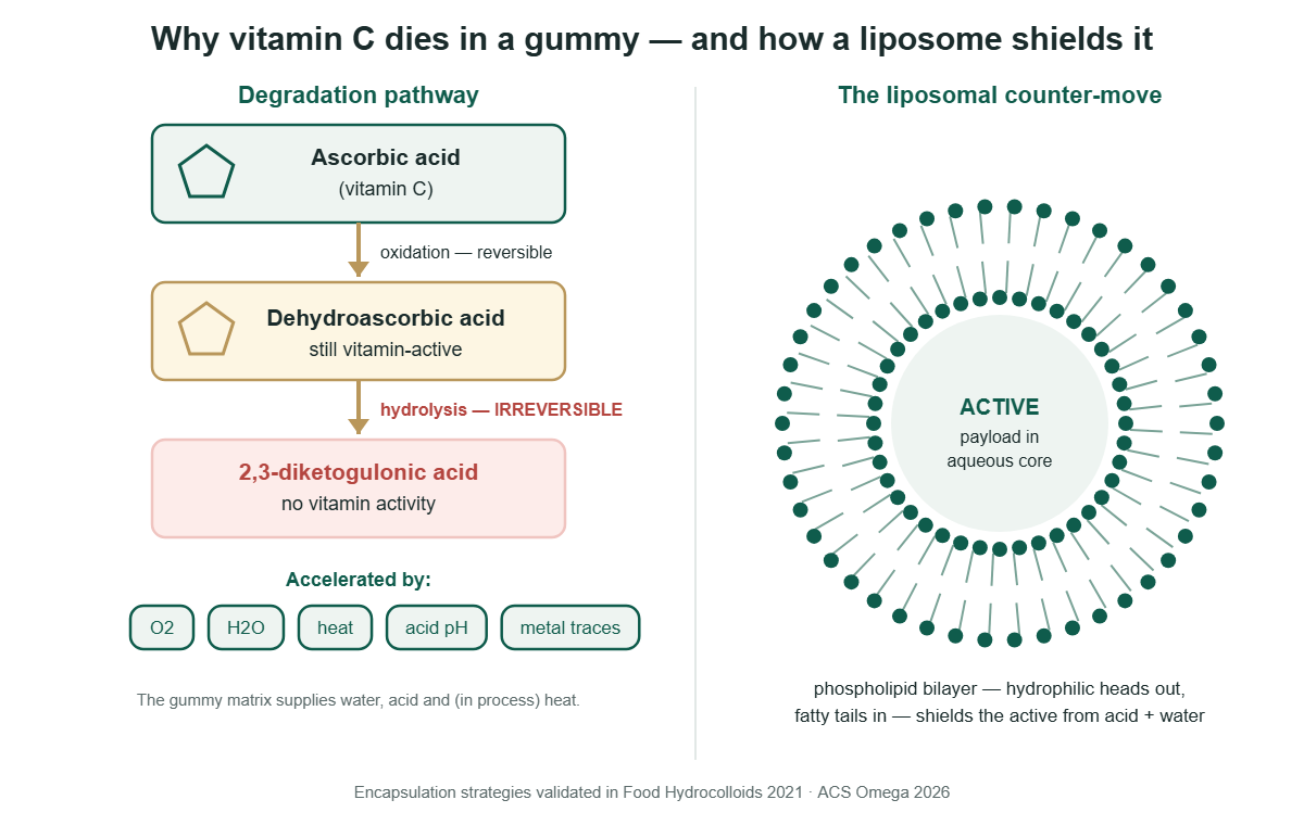 Diagram: ascorbic acid degradation pathway to 2,3-diketogulonic acid, and a liposome bilayer shielding an active payload